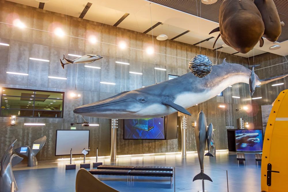 Museu Da Baleia