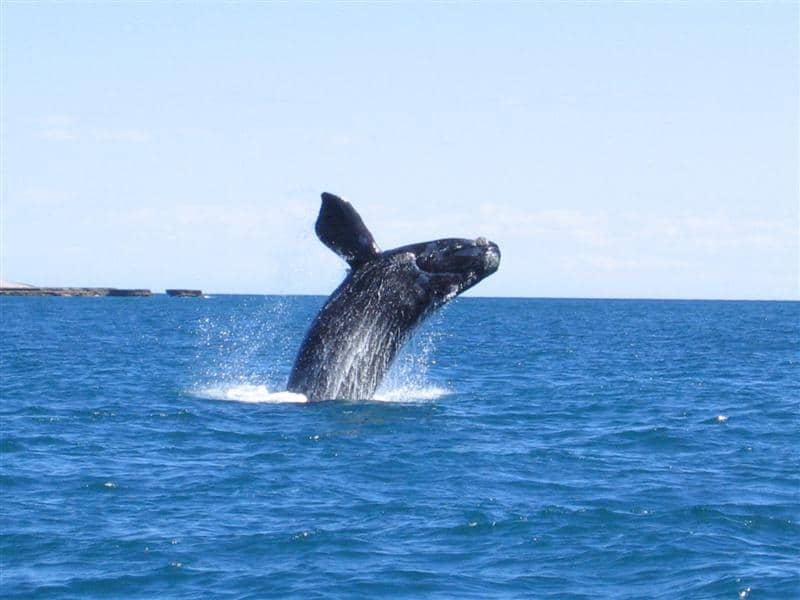 Puerto Madryn - Avistamiento de ballenas