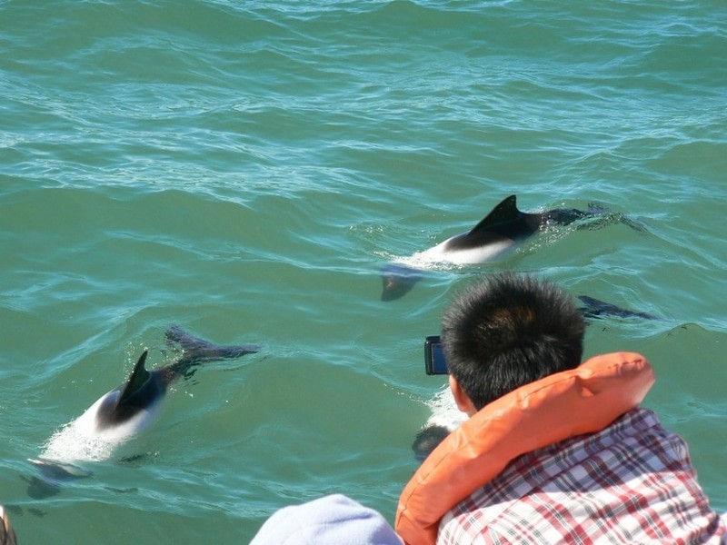 Puerto Rawson - Avistamiento de delfines
