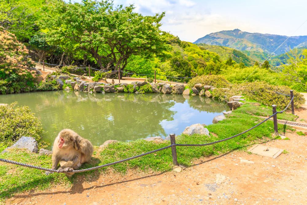 Parque de los monos Iwatayama