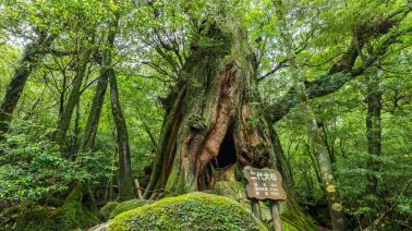 Las 15 mejores cosas para hacer en Yakushima (Japón)