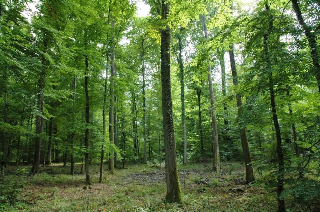 Forêt de Saint-Germain-en-Laye