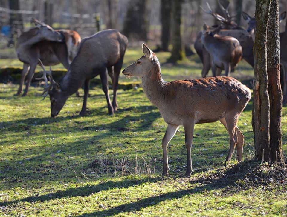 Wildpark Am Baggersee