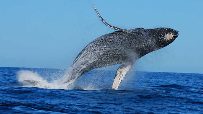 Aventura de avistamiento de ballenas