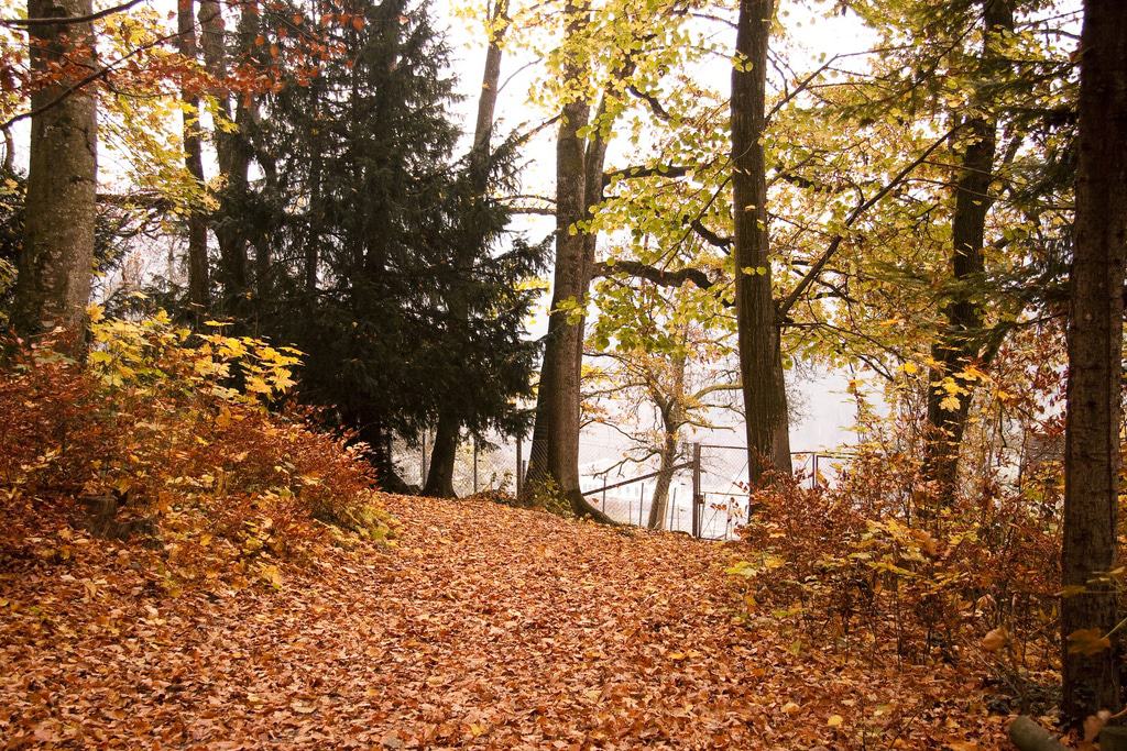 Bosque de Feldkirch