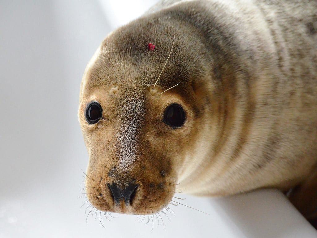 Rescate de focas Irlanda