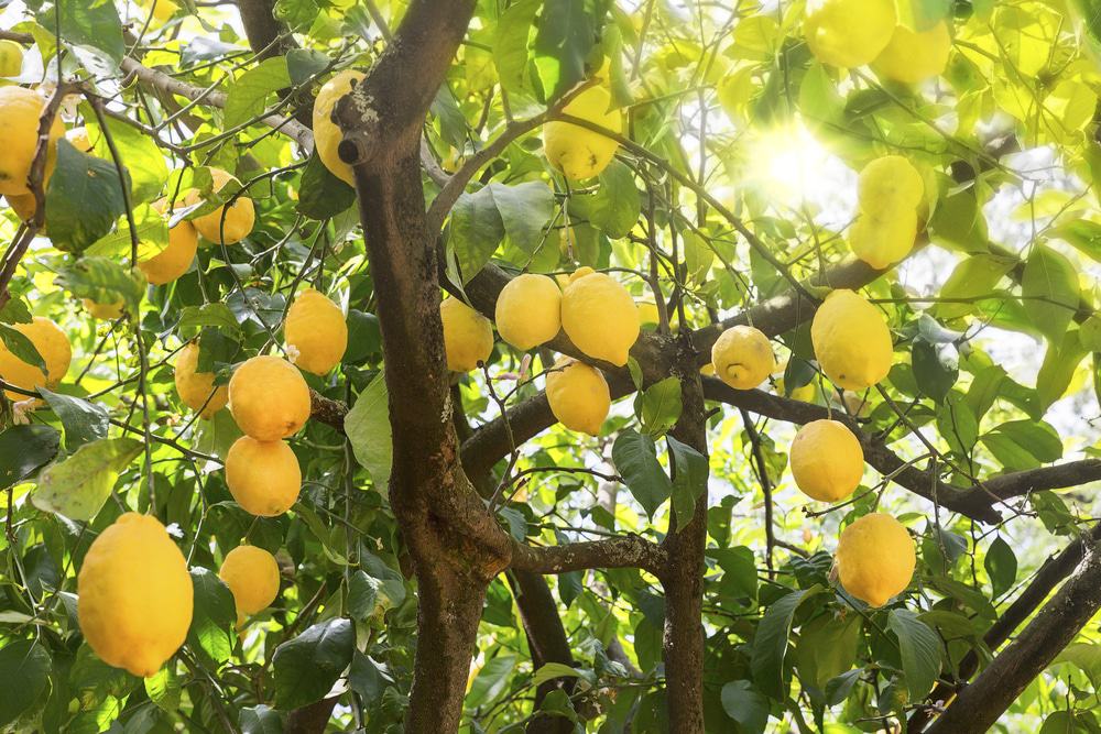 Bosque de limoneros, Poros